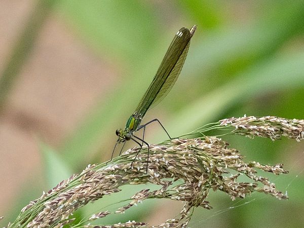 Banded Demoiselle  - Katarzyna Matusik