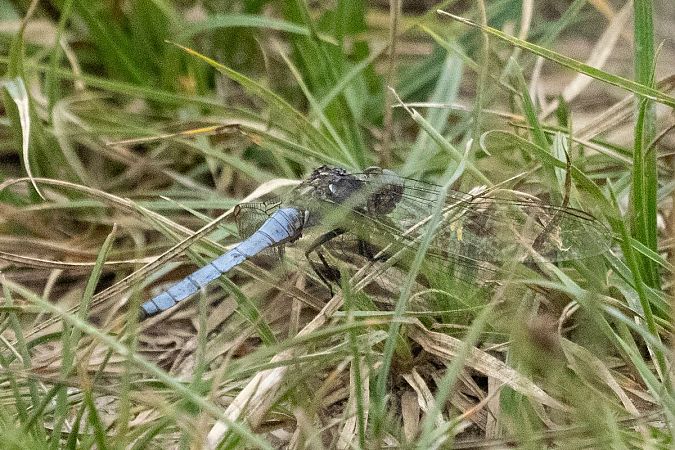 lecicha południowa  - Katarzyna Matusik