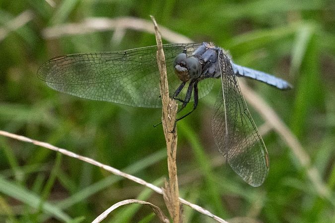 Orthétrum brun  - Katarzyna Matusik