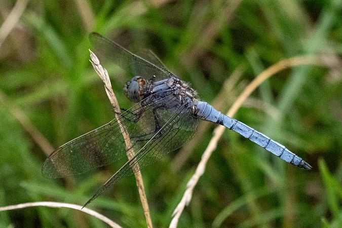Orthétrum brun  - Katarzyna Matusik