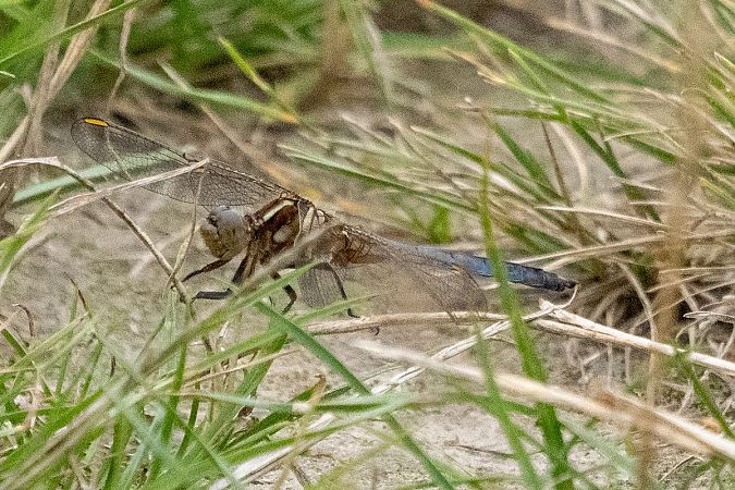 lecicha mała  - Katarzyna Matusik