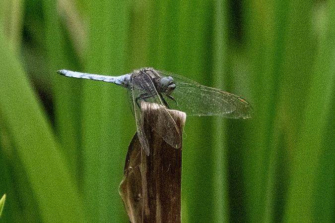 Orthétrum bleuissant  - Katarzyna Matusik
