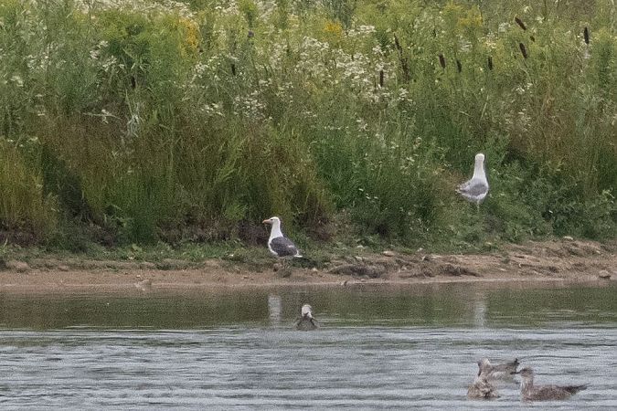 Lesser Black-backed Gull  - Katarzyna Matusik