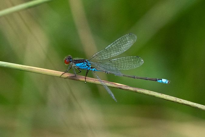 Naïade au corps vert  - Katarzyna Matusik