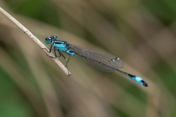 tężnica wytworna  - Katarzyna Matusik