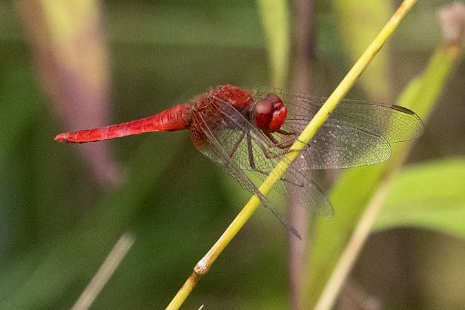 szafranka czerwona  - Katarzyna Matusik