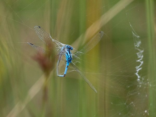 nimfa stawowa  - Katarzyna Matusik