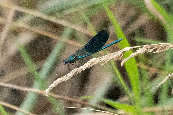 świtezianka błyszcząca  - Katarzyna Matusik