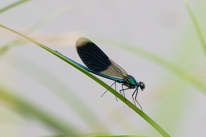 Banded Demoiselle  - Katarzyna Matusik