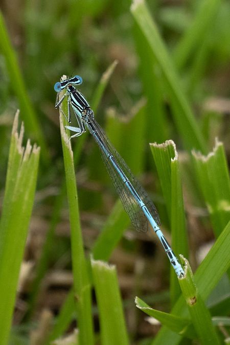 pióronóg zwykły  - Katarzyna Matusik