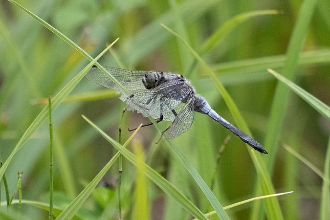 lecicha pospolita  - Katarzyna Matusik