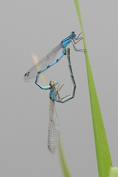 Portecoupe holarctique  - Katarzyna Matusik