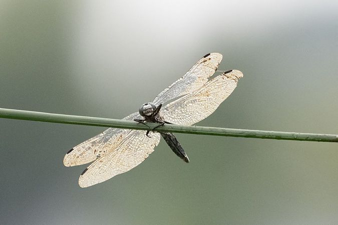 lecicha białoznaczna  - Katarzyna Matusik