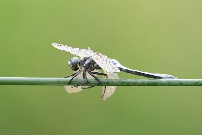 Orthétrum à stylets blancs  - Katarzyna Matusik