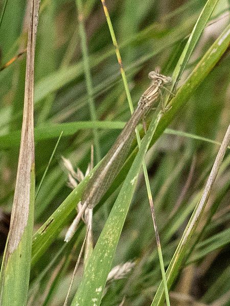 pióronóg zwykły  - Katarzyna Matusik