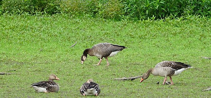 Hybrid Greylag x Canada Goose  - Jadwiga Jagiełko