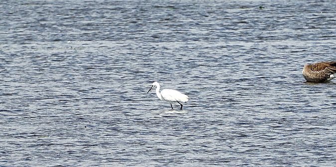 Aigrette garzette  - Jadwiga Jagiełko