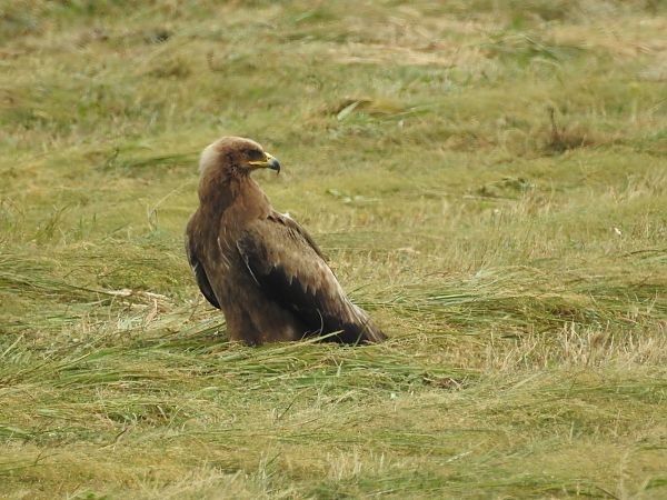 Aigle pomarin  - Grzegorz Lorek