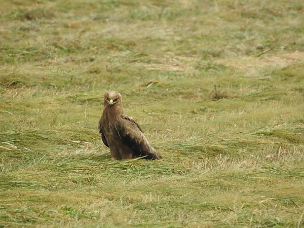 Aigle pomarin  - Grzegorz Lorek