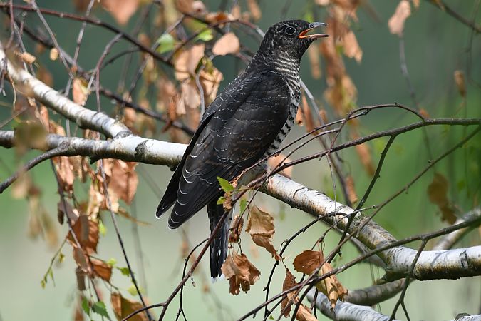 kukułka  - Grzegorz Lorek