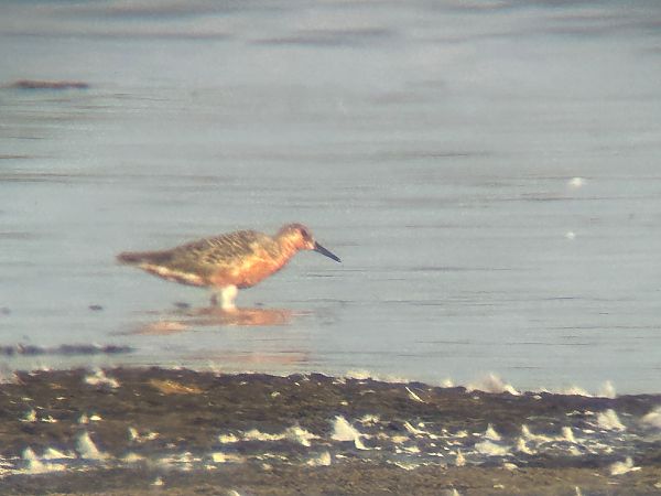 Red Knot  - Sławomir Karpicki