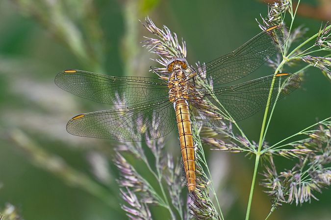 lecicha południowa  - Daniel Stasiowski