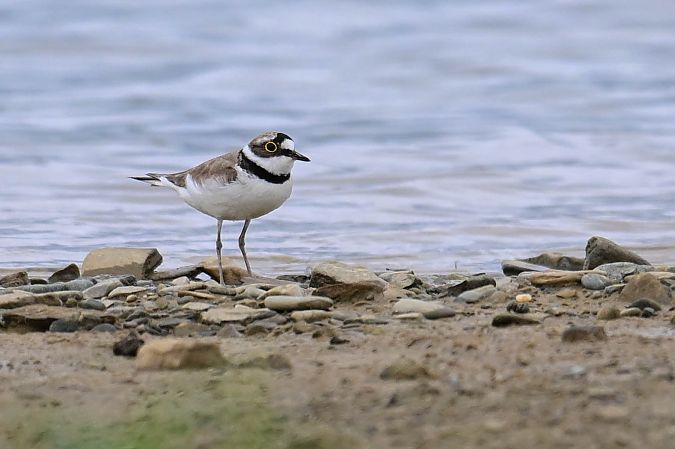 Little Ringed Plover  - Daniel Stasiowski