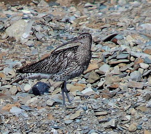 Eurasian Curlew  - Daniel Stasiowski