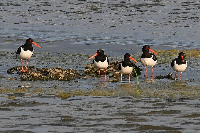 Eurasian Oystercatcher  - Daniel Stasiowski
