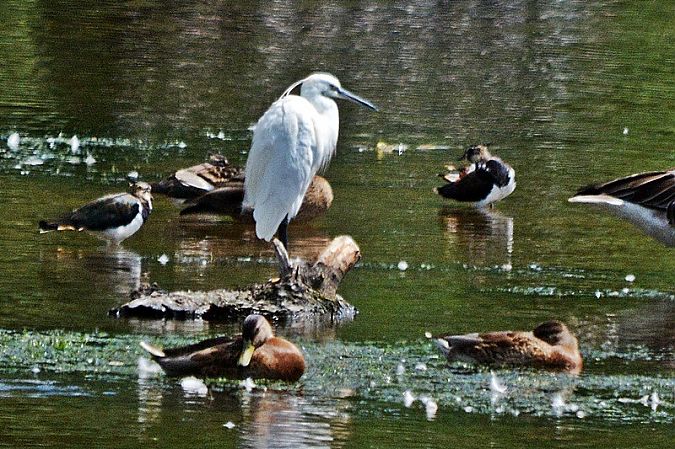 Little Egret  - Antoni Mielnikow