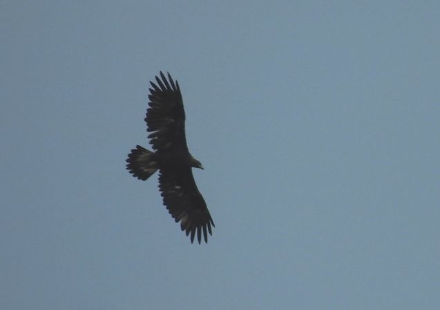 Steinadler  - Magdalena Traciłowska
