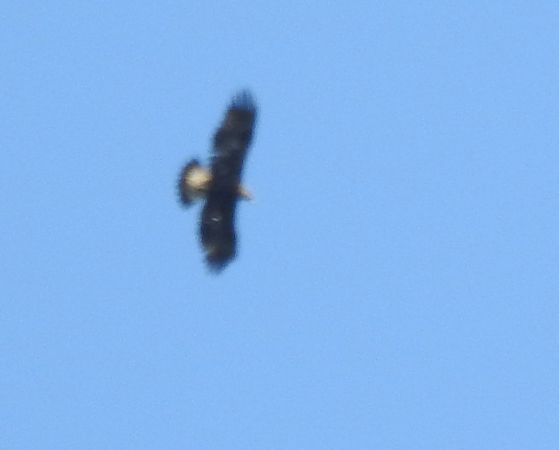 Golden Eagle  - Sławomir Ligęza