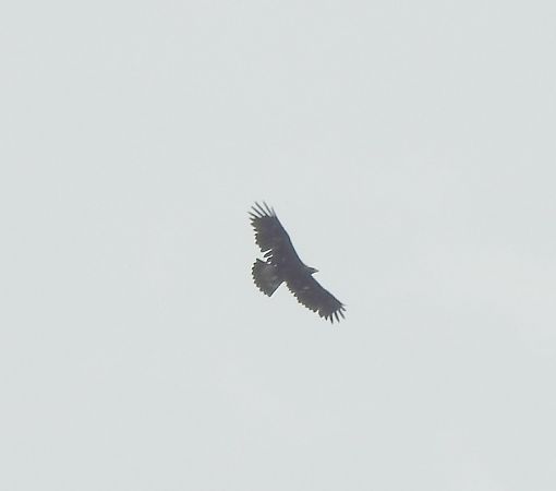 Aigle royal  - Sławomir Ligęza
