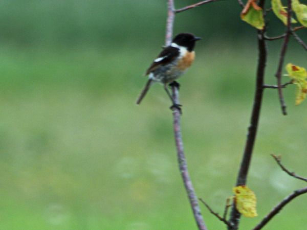 European Stonechat  - Andrzej Tarasiuk