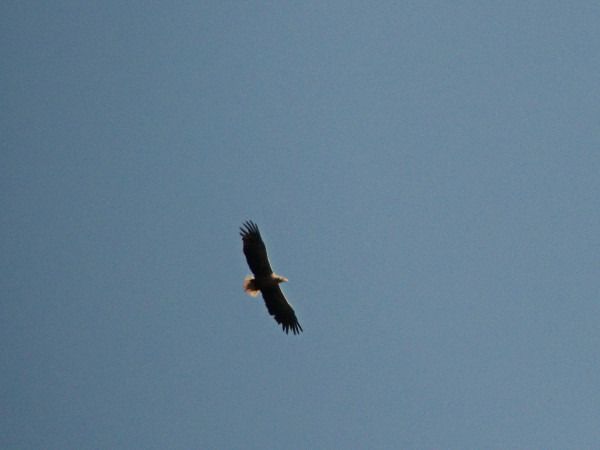 White-tailed Eagle  - Andrzej Tarasiuk