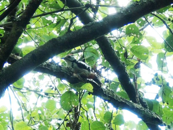 Lesser Spotted Woodpecker  - Andrzej Tarasiuk