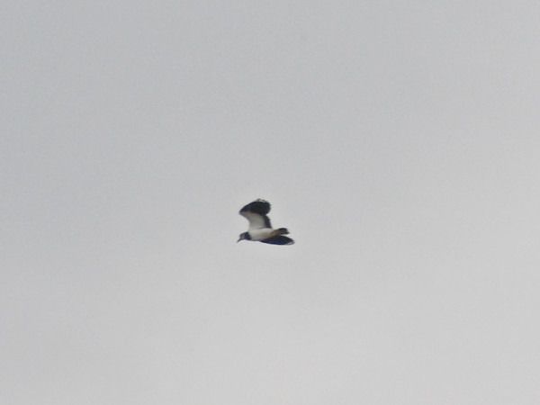 Northern Lapwing  - Andrzej Tarasiuk