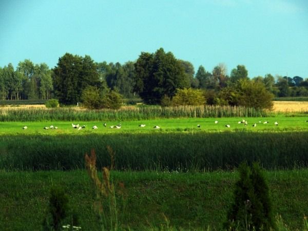 bocian biały  - Andrzej Tarasiuk