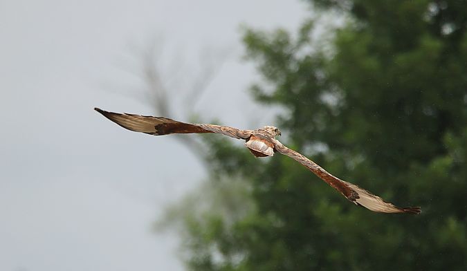 Adlerbussard  - Maciej Kulmajer