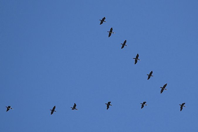 Great Cormorant  - Hanna Żelichowska
