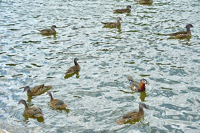 Canard mandarin  - Hanna Żelichowska
