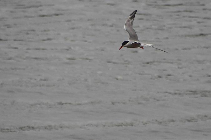 Common Tern  - Hanna Żelichowska