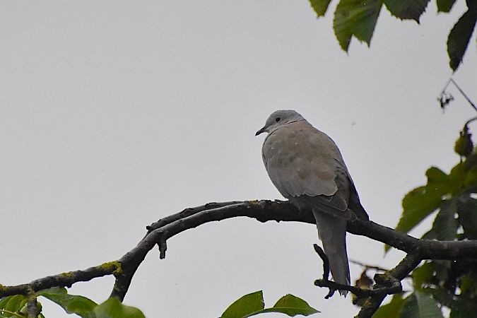 Eurasian Collared Dove  - Hanna Żelichowska