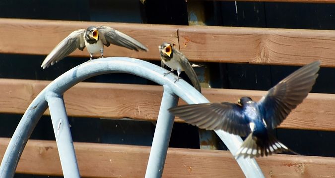 Barn Swallow  - Hanna Żelichowska