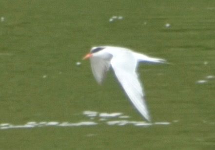 Common Tern  - Hanna Żelichowska