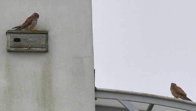 Common Kestrel  - Hanna Żelichowska