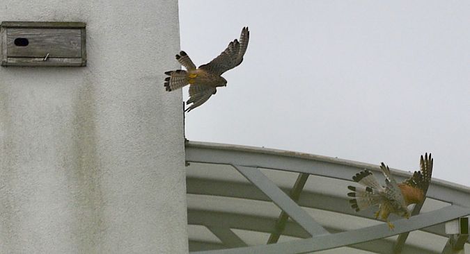 pustułka  - Hanna Żelichowska