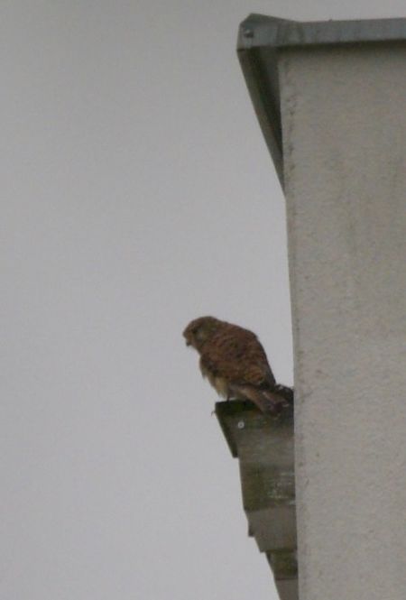 pustułka  - Hanna Żelichowska