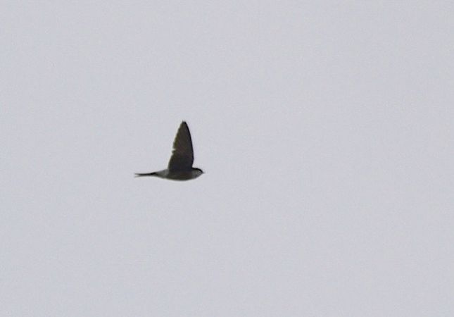 Western House Martin  - Hanna Żelichowska
