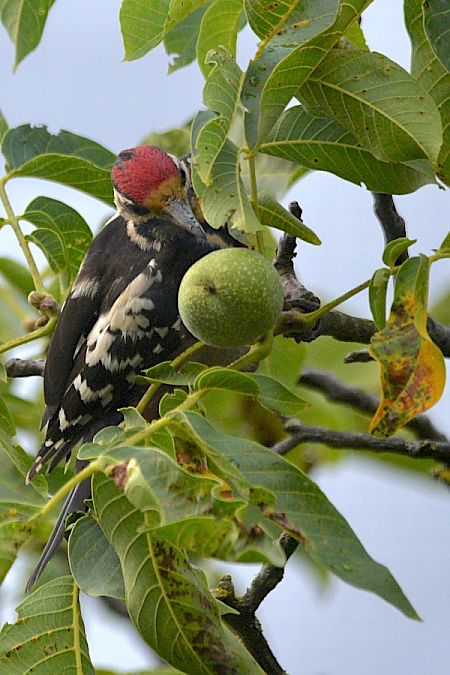 Syrian Woodpecker  - Hanna Żelichowska